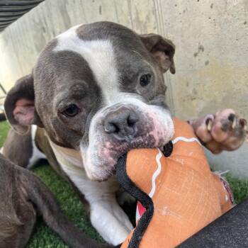 Jace (Foster) -  American Bulldog Dog for Adoption in Belleville, Illinois - Jace (Foster) | PetCurious