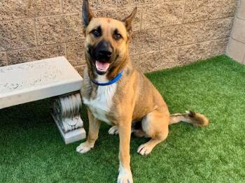 Shepherd Dogs Available for Adoption in San Marcos, California - URGENT SAVE ME PLEASE Cedar A550460 | PetCurious