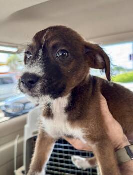 Isla -  Terrier Dog for Adoption in Jefferson, New Jersey - Isla | PetCurious