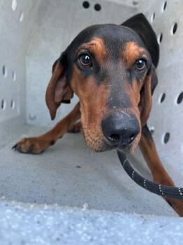 Rescue Terrier Dogs for Adoption in Winnsboro, South Carolina - Rylo | PetCurious