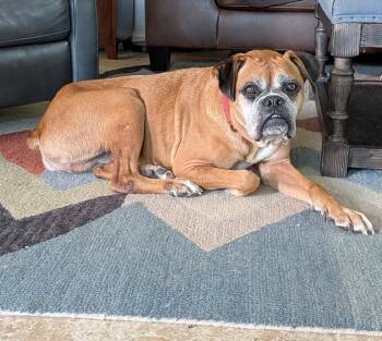 Rescue Boxer Dogs for Adoption in Hewitt, Texas - Quinto | PetCurious