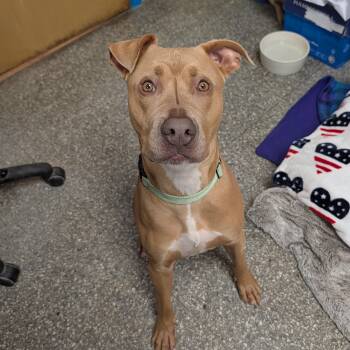Cheerio -  Pit Bull Terrier Dog for Adoption in Reisterstown, Maryland - Cheerio | PetCurious