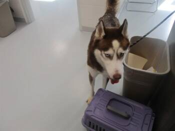 A390064 -  Siberian Husky Dog for Adoption in Ocala, Florida - A390064 | PetCurious