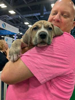 Buzz -  Boxer and American Bulldog Dog for Adoption in Plain City, Ohio - Buzz | PetCurious