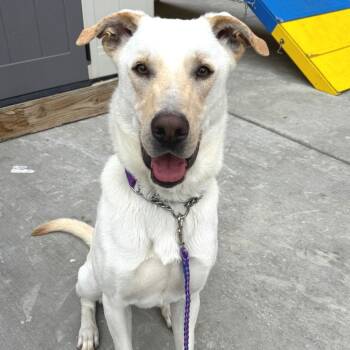 Rescue Mixed Breed Dogs for Adoption in Wheeling, Illinois - Gimme | PetCurious