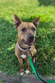 Olga -  Mixed Breed Dog for Adoption in Cincinnati, Ohio - Olga | PetCurious