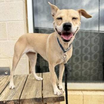 Amber -  Mixed Breed Dog for Adoption in Georgetown, Texas - Amber | PetCurious