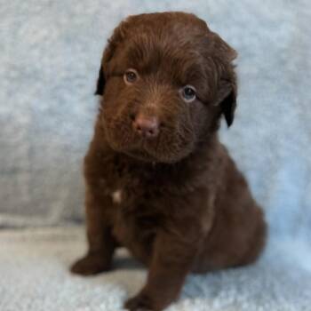 Reebok -  Chocolate Labrador Retriever and Mixed Breed Dog for Adoption in St. Peters, Missouri - Reebok | PetCurious
