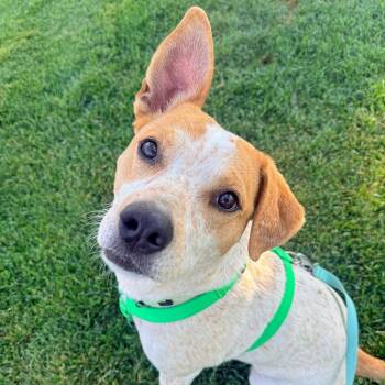 Queue -  Cattle Dog and Mixed Breed Dog for Adoption in Murray, Utah - Queue | PetCurious