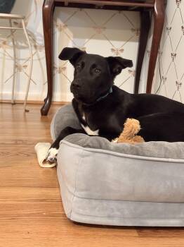 Border Collie Dogs Available for Adoption - Elsa | PetCurious