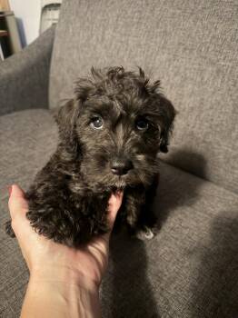 Frodo -  Schnauzer and Poodle Dog for Adoption in Wheaton, Illinois - Frodo | PetCurious