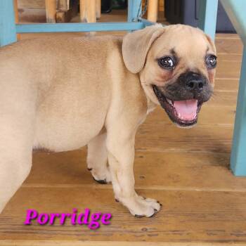 Porridge -  French Bulldog and Miniature Dachshund Dog for Adoption in Austin, Texas - Porridge | PetCurious