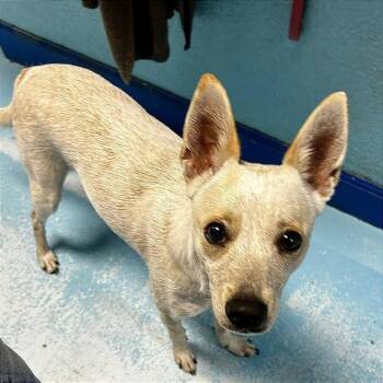 Luna -  Mixed Breed Dog for Adoption in Poplar Bluff, Missouri - Luna | PetCurious