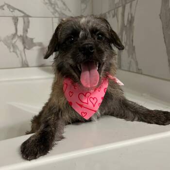 Cairn Terrier Dogs Available for Adoption in Burlington, North Carolina - Scruffy Little Birdie | PetCurious