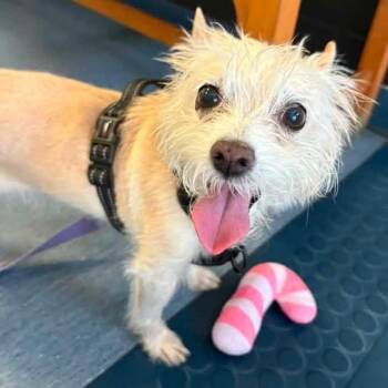 Zoey -  Terrier Dog for Adoption in Pittsburgh, Pennsylvania - Zoey | PetCurious