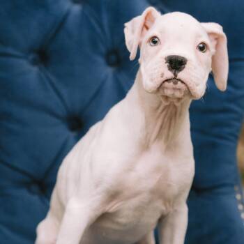 Honeydew -  Boxer Dog for Adoption in Zionsville, Indiana - Honeydew | PetCurious