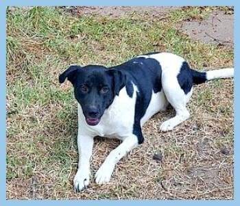 Sparky Gorgeous Pup lived with a Family and his brother Karma -  Black Labrador Retriever and English Pointer Dog for Adoption in Charlottesville, Virginia - Sparky Gorgeous Pup Lived With A Family And His Brother Karma | PetCurious