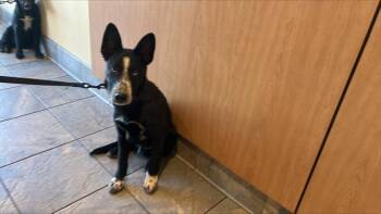 Rescue Australian Cattle Dog Blue Heeler and Mixed Breed Dogs for Adoption in Tustin, California - HUNTER | PetCurious