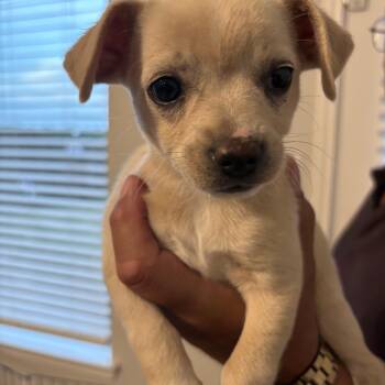 Chihuahua Dogs Available for Adoption in Joshua, Texas - Chloe | PetCurious