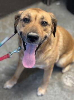 Labrador Retriever and Shepherd Dogs Available for Adoption in Bowling Green, Kentucky - Daisy Doo | PetCurious