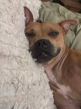Nerf -  Pit Bull Terrier Dog for Adoption in Germantown, Ohio - Nerf | PetCurious