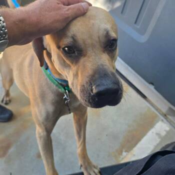 Max -  Black Mouth Cur and Mixed Breed Dog for Adoption in Galveston, Texas - Max | PetCurious