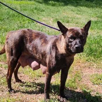 Mixed Breed Dogs Available for Adoption in Fredericksburg, Virginia - Caramel Drizzle | PetCurious