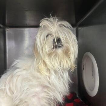 Maltese and Mixed Breed Dogs Available for Adoption in Northbrook, Illinois - Starry / Silvi | PetCurious
