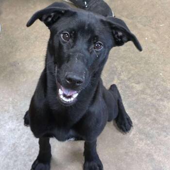 Rescue Black Labrador Retriever Dogs for Adoption in Petersburg, Illinois - Lucy | PetCurious