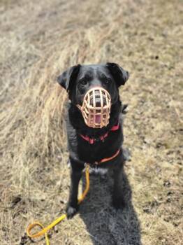 Mixed Breed Dogs Available for Adoption in Winnipeg, Manitoba - Luka | PetCurious