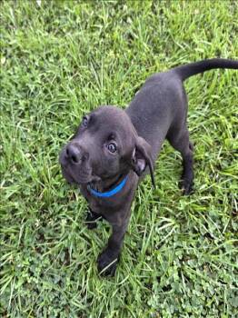 Labrador Retriever Dogs Available for Adoption in Grovetown, Georgia - LEMON | PetCurious