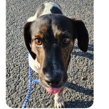 Westley -  Dachshund Dog for Adoption in Rockville, Maryland - Westley | PetCurious