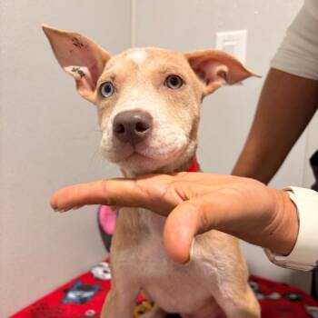Webb -  Catahoula Leopard Dog and Mixed Breed Dog for Adoption in Tampa, Florida - Webb | PetCurious