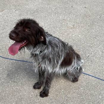 Buster (Des Moines, Iowa) -  German Wirehaired Pointer Dog for Adoption in Santa Rosa, California - Buster (Des Moines, Iowa) | PetCurious