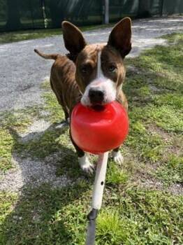 Lady -  American Staffordshire Terrier and Mixed Breed Dog for Adoption in Vero Beach, Florida - Lady | PetCurious
