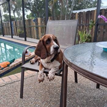 Loki -  Basset Hound Dog for Adoption - Loki | PetCurious