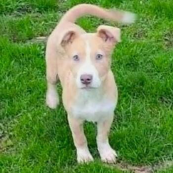 Golden Retriever and Pit Bull Terrier Dogs Available for Adoption in Burton, Michigan - JUNIE | PetCurious