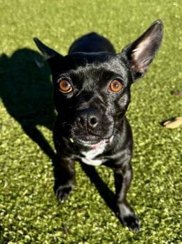 Mixed Breed Dogs Available for Adoption - Pick Up Truck | PetCurious