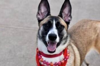 German Shepherd Dog Dogs Available for Adoption in Huntington, New York - SWEET POTATO | PetCurious