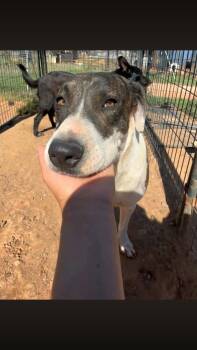 Angel -  Pit Bull Terrier Dog for Adoption - Angel | PetCurious