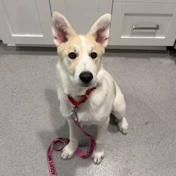 Ireland 22746 -  Great Pyrenees and Mixed Breed Dog for Adoption in Cumming, Georgia - Ireland 22746 | PetCurious