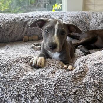 Oakley -  Pit Bull Terrier Dog for Adoption in Charlotte, North Carolina - Oakley | PetCurious