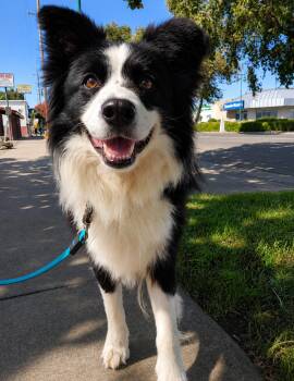 Mongo -  Border Collie Dog for Adoption in Lodi, California - Mongo | PetCurious