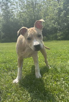 Rescue Labrador Retriever and Hound Dogs for Adoption in Tonawanda, New York - AJ | PetCurious