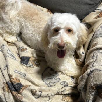 Fun guy Archie -  Havanese and Miniature Poodle Dog for Adoption in Antwerp, Ohio - Fun Guy Archie | PetCurious