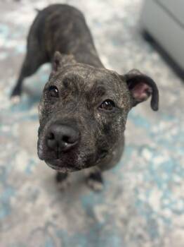 Mixed Breed Dogs Available for Adoption in Cincinnati, Ohio - Loki | PetCurious