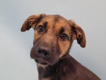 Merrill -  German Shepherd Dog and Mixed Breed Dog for Adoption in Golden Valley, Minnesota - Merrill | PetCurious