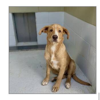 Ginger -  Golden Retriever and Labrador Retriever Dog for Adoption in Winter, Wisconsin - Ginger | PetCurious