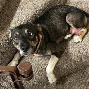 Trivia -  Mixed Breed Dog for Adoption in Dekalb, Illinois - Trivia | PetCurious