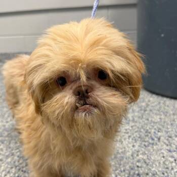 Malla -  Mixed Breed Dog for Adoption in Greenville, South Carolina - Malla | PetCurious